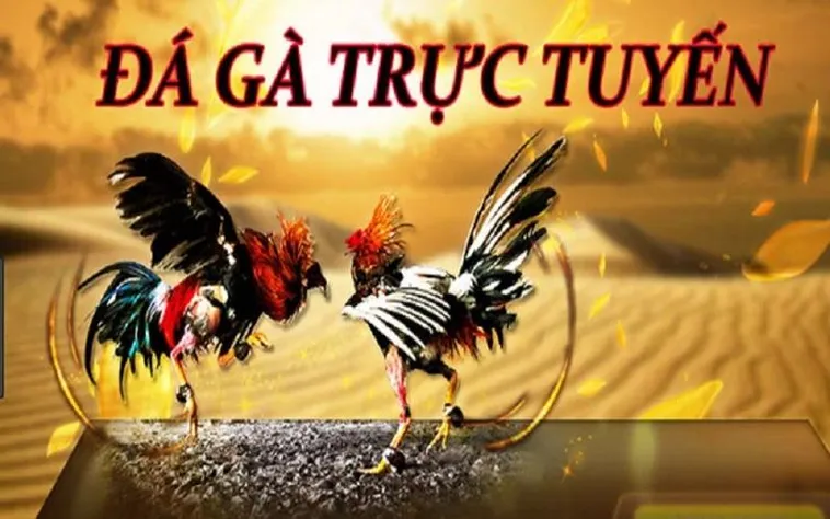 Bí Kíp Thành Thạo Cách Chơi Đá Gà 3D BuBet Thắng Lớn Hằng Ngày 2 Bí Kíp Thành Thạo Cách Chơi Đá Gà 3D BuBet Thắng Lớn Hằng Ngày